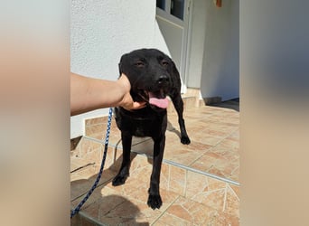 LIO sucht ein Zuhause oder Pflegestelle