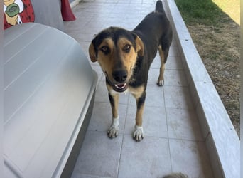 Zoris - Ein Herz auf vier Pfoten sucht sein Zuhause oder Pflegestelle!
