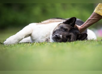 Kendo - ruhiger, ausgeglichener Familienhund - Tierhilfe Franken e.V.