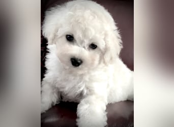 Bichon frise Welpen bildschön - suchen im Juli ein liebes Zuhause