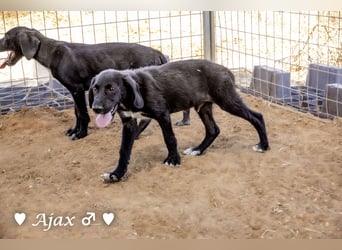 Timmy, Adam und Ajax suchen ein Zuhause