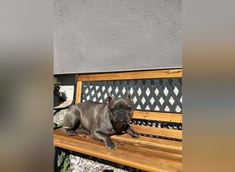 Gesunde Sportliche Französische Bulldoggen aus Familienzucht!