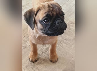 Mops 2.0 Welpen, Rüde, 13 Wochen, Ahnentafel CfdM / VDH / FCI