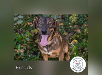 Freddy – Verspielter Entdecker sucht dich