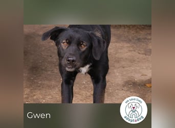 Gwen –  sucht ein neues Für-immer-Körbchen!