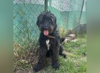 Bruno, Schnauzer-Mischling, Rüde, geb. am 01.04.2023, 48 cm, 14 kg