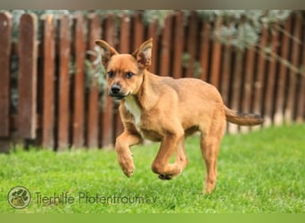 Simba, kleiner Hundejunge sucht ein Zuhause