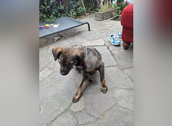 Offene, kinderliebe Eli sucht liebevolles Zuhause