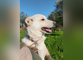Kleiner Rüde BARNEY sucht sein großes Glück