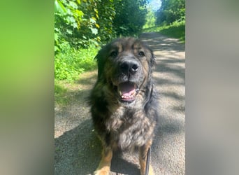 Freundlicher HAGRID-sanft, mit großen Herzen für Menschen will endlich raus aus dem Tierheim