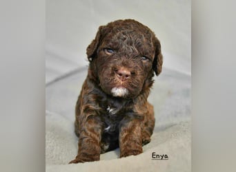 Lagotto Romagnolo Welpen mit LRWD e.V./ VDH Papieren