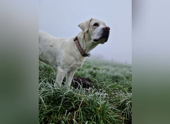 Labradoddle F1