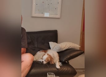 Leon verliert sein Zuhause