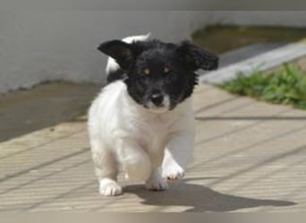 Lady und Boy, zwei fröhliche Welpen voller Neugier und Entdeckungslust