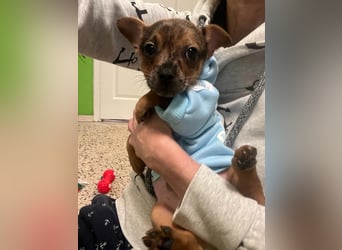 Rocky, verpielter Yorki Mix Welpe geb. 2024