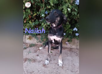 Nailah 03/2024 (in Deutschland) - neugierige und wunderschöne Begleiterin!