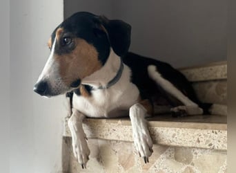 Bobi ❤️ wartet in 99718 Greussen