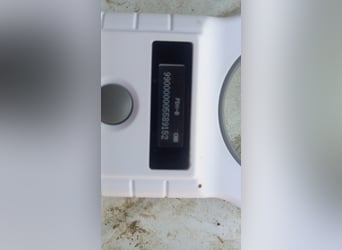 Flora PP - Zarte Pudel-Dame sucht geduldige Menschen mit Herz