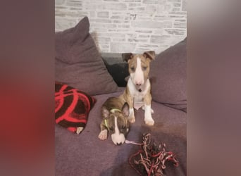 Mini bullterrier - Australian shepherd mix welpen