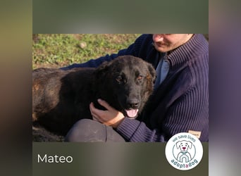 Mateo: sucht Geborgenheit