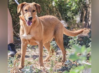 Badou, Mix Labrador / Schäferhund, lieb und sozial