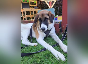 Anka - wo darf ich Zuhause sein?