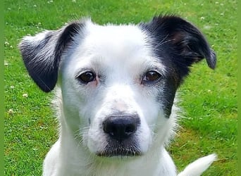 ♥SUNNY♥ auf Pflegestelle bei Leverkusen - zierliche, verschmuste, fröhliche kleine Zuckermaus 34cm