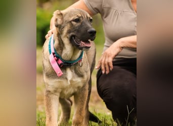 LOTTIE❤️HSH-Mix-Hündin: eine wahre Frohnatur und treue Begleiterin
