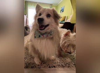 Joey SR - kleiner Kämpfer sucht sein Für-immer-Zuhause