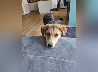 Sally, fröhliche, intelligente, sehr soziale, katzenverträgliche Junghündin