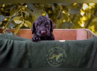 Irish Water Spaniel Welpen / Nichthaarend / FCI - VDH Zucht
