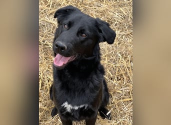 Labbi Mix wünscht sich ein Zuhause