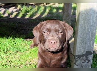 Acht reinrassige Labrador Welpen auf dem Weg in ihr neues Leben...