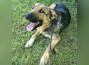 Denver ein Engel auf 4 Pfoten