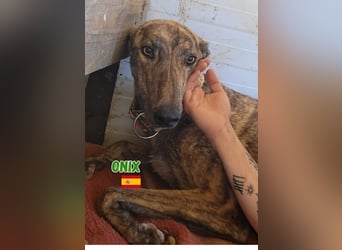 Onix,geb.05/24,schüchterner Galgo sucht seine Familie