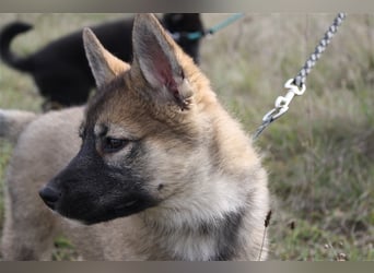 Eurasier - A. Malamute Hybrid-Welpe: Hündin, Name: Ajuma