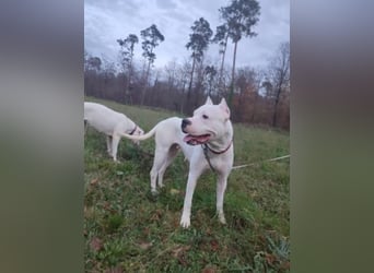 Dogo Argentino Hündin 3 Jahre