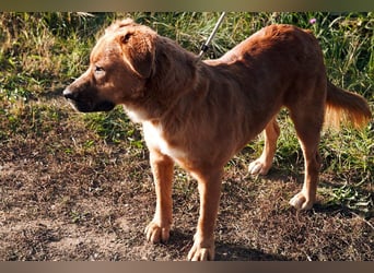 Toto sitzt der Schalk im Nacken