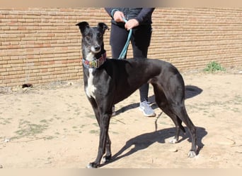 NORMA-klassische Galga: elegant, feinfühlig und voller innerer Stärke