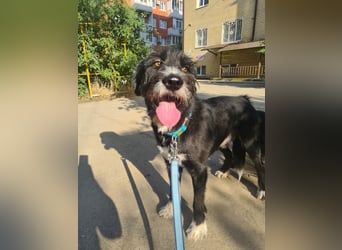 Harley ist ein Hund mit besonderen Bedürfnissen, der ein Zuhause sucht.