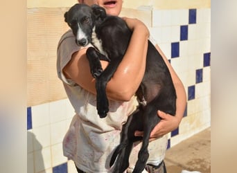 Manjo, freundlich-verspielter aufgeschlossener Galgojunge