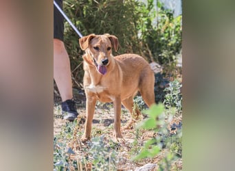 Badou, Mix Labrador / Schäferhund, lieb und sozial