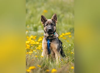Verspielter Floppi sucht seine Menschen