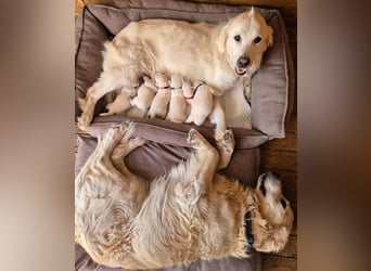 Kleine Golden Retriever Rüden suchen ab Oktober ein neues Zuhause