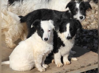 Pfiffige PUPIN - neugierig, gechillt und verschmust