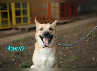 Henry2 06/2020 (RUS) - cleverer und verspielter Husky-Mix sucht sportliche Menschen!