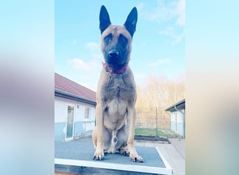 Scooter, Malinois, geb. 2023, sucht hundeerfahrene Besitzer