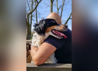 Setter Fan`s aufgepasst: sehr verschmust u. sozial; das ist Kajo! Er wartet in D-dorf auf DICH!