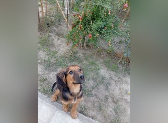 Junghund ARI sucht sein Für-immer-Zuhause