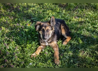 Chip 239982: Hundekind sucht ein Zuhause